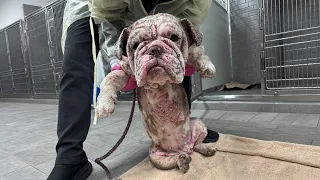 Years of Neglect Left Her Broken. When I Lifted Her Up, and She Burst Into Tears...