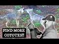 How To FIND COYOTES LOCATING COYOTES Explained In Detail For DAY or NIGHT Coyote Hunting