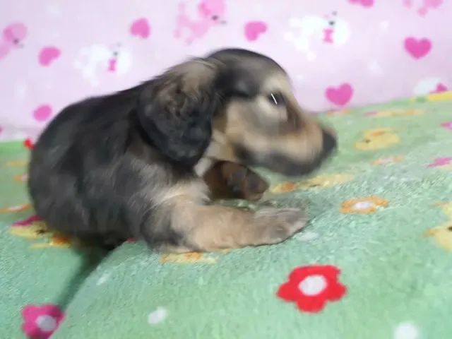 動画