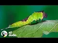 Caterpillar has a wonderful transformation The Dodo
