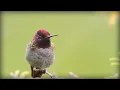 Lagu Anna's Hummingbird (Calypte anna)