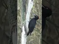 Download Lagu Burung pelatuk mematuk pohon dengan mudahnya, sangat kuat burung ini💪
