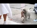 Download Lagu Her owner was mean to her, so the mama dog gave us her puppies!