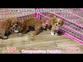 Pomeranian Maltese Schnauzer Poodle Cavapoo Puppies For Sale Atlanta Georgia Local Breeders