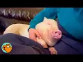 Tiny Pig Acts Like A Dog And Befriends Two Pups Cuddle Buddies