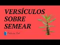 Download Lagu Versículos sobre Semear | Versículos de Semeadura
