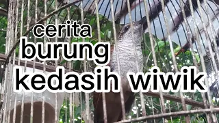 Download Cerita burung kedasih atau burung wiwik MP3