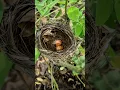 Download Lagu Wandering in the Wood, Eggs in the nest, New Generation of the birds #birds #nest #farm