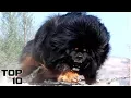 Top 10 Most Dangerous Dog Breeds