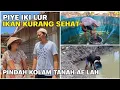 Download Lagu IWAKKU PIYE KI LUR KURANG SEHAT NGENE..SOLUSINYA PINDAH KOLAM TANAH