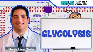 Metabolism Glycolysis