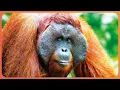 Download Lagu Are Orangutans The Most Intelligent Primate In The Animal Kingdom? | WILD ASIA | Real Wild