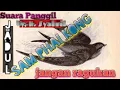 Download Lagu Suara panggil walet JADUL, masih banyak dicari