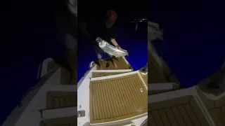 Tarpon caught at night from anchored boat!  #barbuda