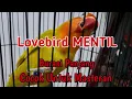 Download Lagu Masteran Lovebird Fighter Paskun Mentil Ngotot