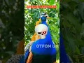 Download Lagu scary brid voice #sanjubaba  #trollfaceedit #trollface #shortvideo #rinkujha