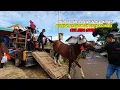Download Lagu Beginilah Persiapan Kuda Aa Dandi Ke Pentas❗️❗️Cuta Muda Group 💥 Getih Sunda Muda