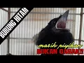 Lagu PIYIKAN BURUNG SRI GUNTING
