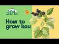 Download Lagu How to grow kou