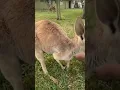 Take a look What inside a Kangaroo s Pouch please watch