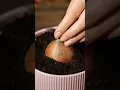 Download Lagu Bersiaplah untuk mempelajari kiat berkebun terbaik🌱
