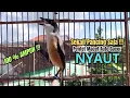 Download Lagu burung cendet gacor FULL ISIAN NARUNG untuk PANCINGAN CENDET AGAR BUNYI jadikan BURUNG PENTET GACOR