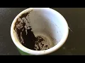 Pisces June 22 2026 Weekly Coffee Cup Reading by Cognitive Universe