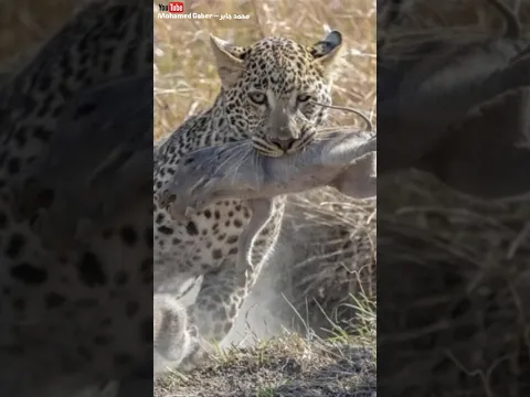 نمر يخطف خنزير صغير امام امه