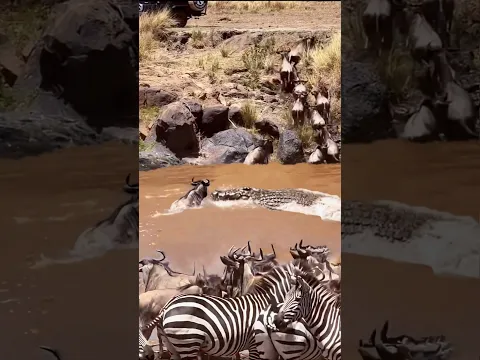 Crocodile Reaction was Crazy...Wildebeest's hunting party.