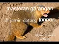 Download Lagu SUARA PIKAT | masteran garangan di jamin 10000% pasti datang❗durasi 1 jamm.