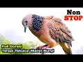 Download Lagu TEKUKUR GACOR 1 Jam - Semua Burung Tekukur Pasti Langsung Nyaut Dengar Suara Ini