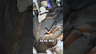 Ikik.. we got to clean the van out smh !! #Fyp #dream #doberman #pets #YouTube
