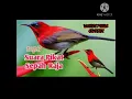 Download Lagu SUARA PIKAT SEPAH RAJA RIBUT