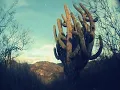 La memoria del viento  Lagartijeando