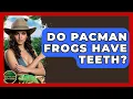 Do Pacman Frogs Have Teeth - Reptilian Wonders