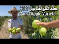Download Lagu صنف تفاح الهنا الصنف المبكر جدا ويصلح حتى في المناطق الساحلية Anna Apple Variété