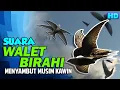 Download Lagu Dikira Suara Walet Stres Atau Ceklok, Padahal Ini Suara Walet Sedang Birahi