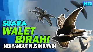 dikira suara walet stres atau ceklok padahal ini suara walet sedang birahi