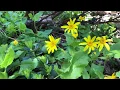 Download Lagu Wild Arnica Harvest
