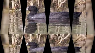 صوت دجاج ماي 