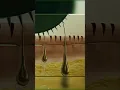 Download Lagu How Derma Roller Works #medical3danimation