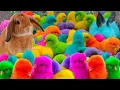 Download Lagu Tangkap Ayam Lucu, Ayam Warna Warni, Ayam Rainbow, Bebek Angsa, Ikan Hias, Hamster, Kelinci Kura