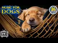 Download Lagu 24 Hours of Calming Music for Dogs with Anxiety: Soothing Lullabies for Anxious and Stressed Dogs!