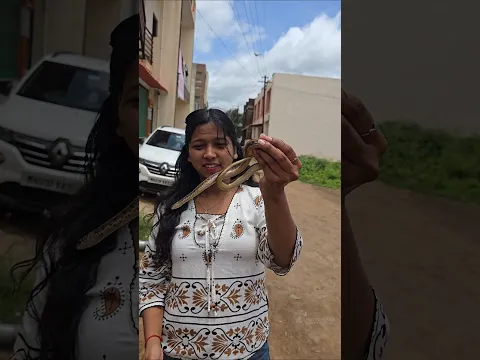 खूबसूरत सांप घर के पास 😍🐍