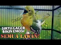 Download Lagu Teriakan keras sirtu ini apuh bikin EMOSI lawan//Sirtu gacor memangil lawan
