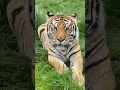 Download Lagu Animal Sanctuary Caregiver Day || The Wildcat Sanctuary