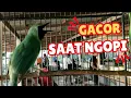 Download Lagu GACOR SAAT NGOPI DIGANTANGAN !!