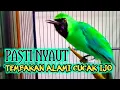 Lagu Masteran Cucak ijo full Tembakan Kasar - Mudah Masuk