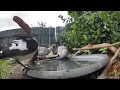 Australian Bird Bath Cam | 30/3/26 | crazy lorikeets | galah | bower bird | cat tv | feeding | asmr