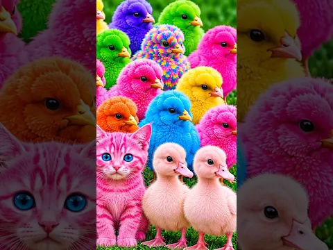 Tangkap Ayam Lucu, ayam warna warni, ayam rainbow, kelinci lucu, bebek lucu, ikan koi, Hewan Lucu
